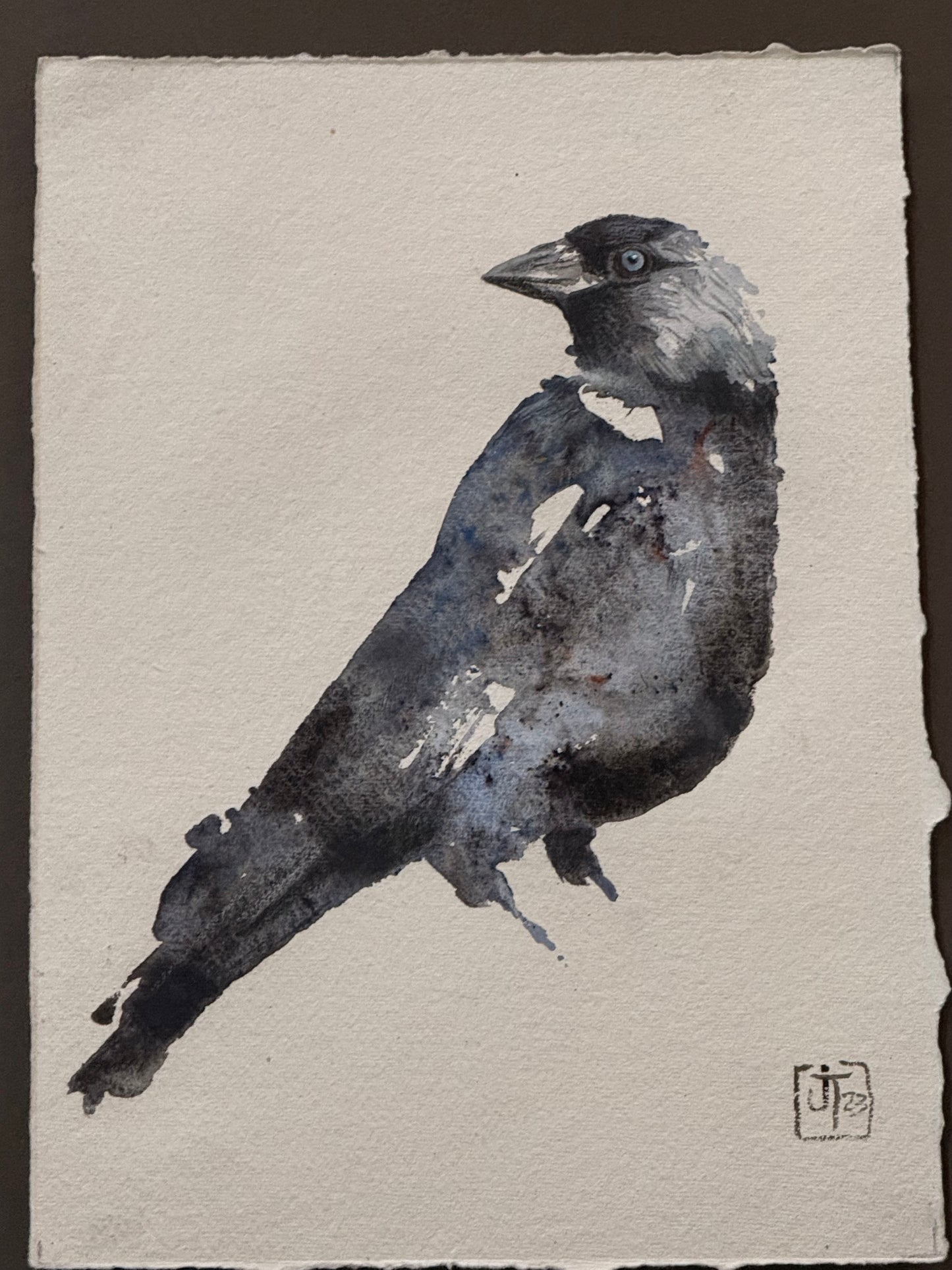 Jackdaw