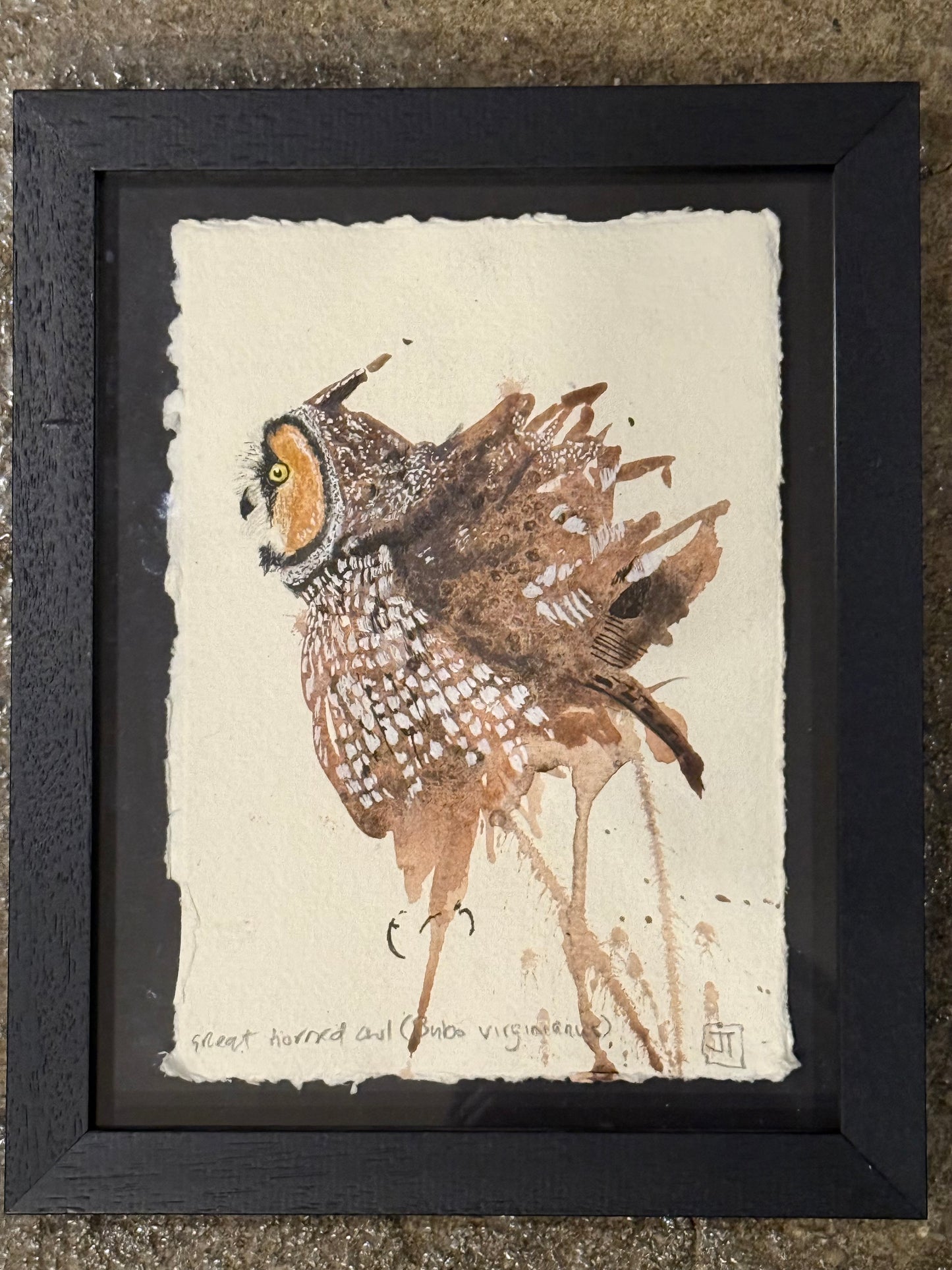 Great Horned Owl (Bubo virginianus)