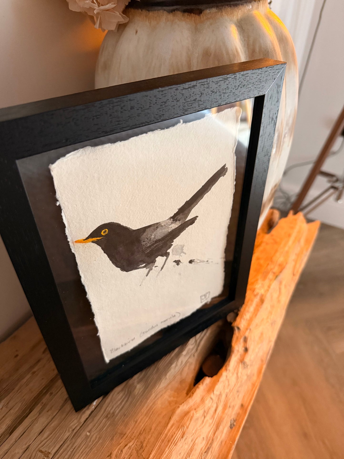 Blackbird (Turdus merula)