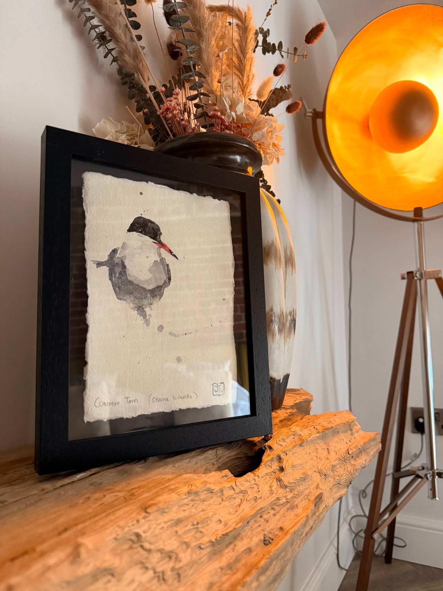 Common Tern (Sterna hirundo)