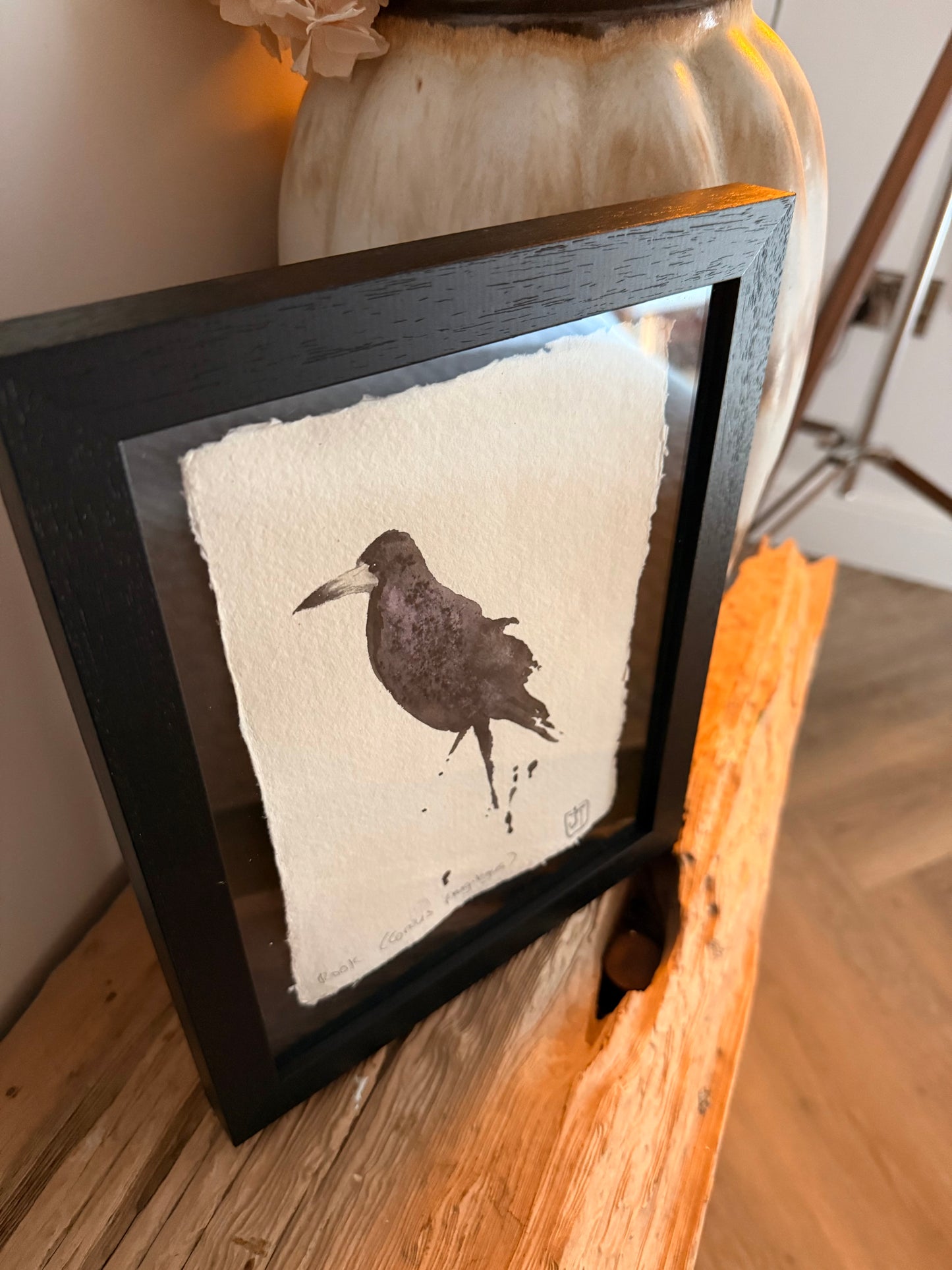 Rook (Corvus frugilegus)