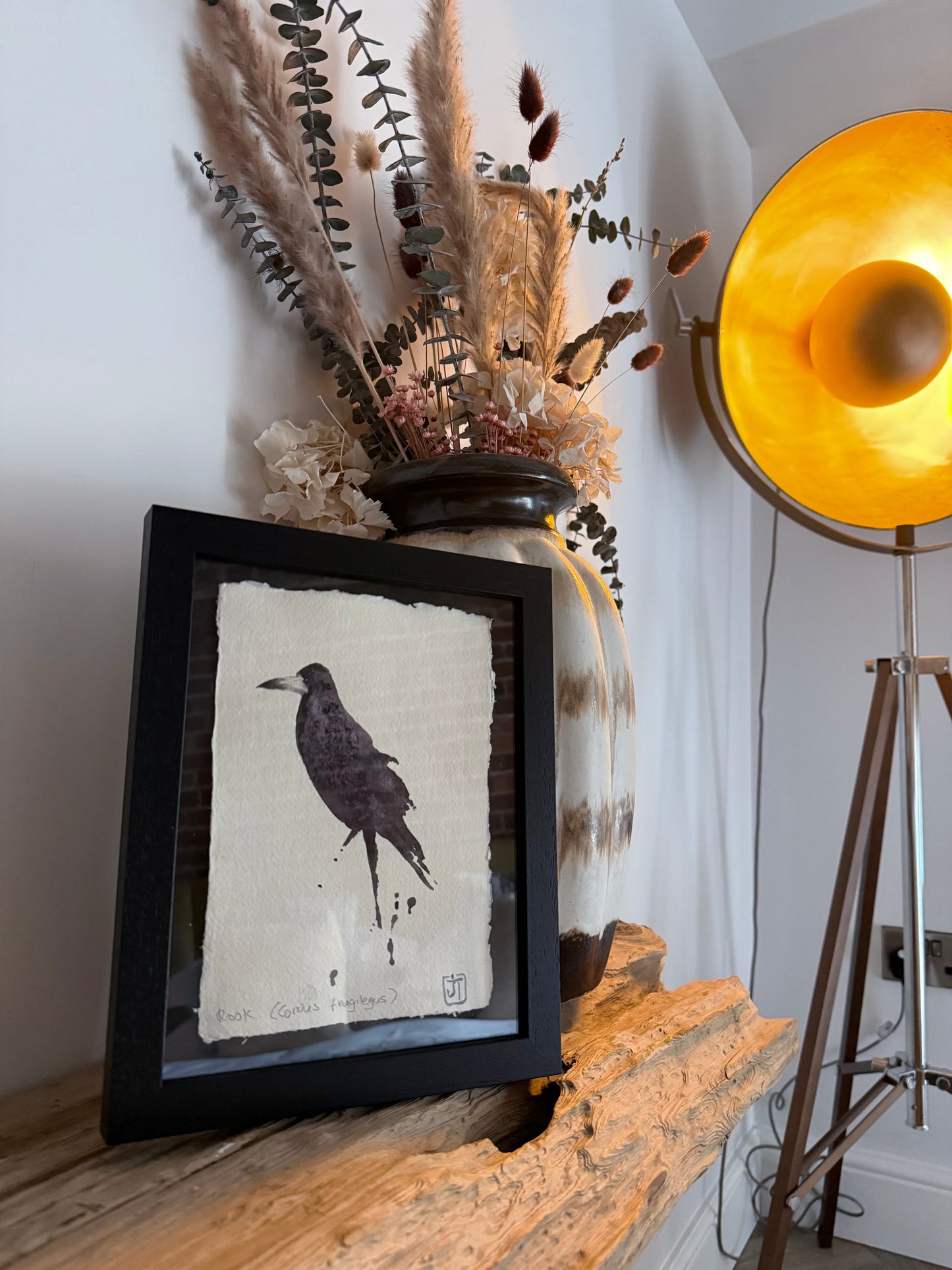 Rook (Corvus frugilegus)