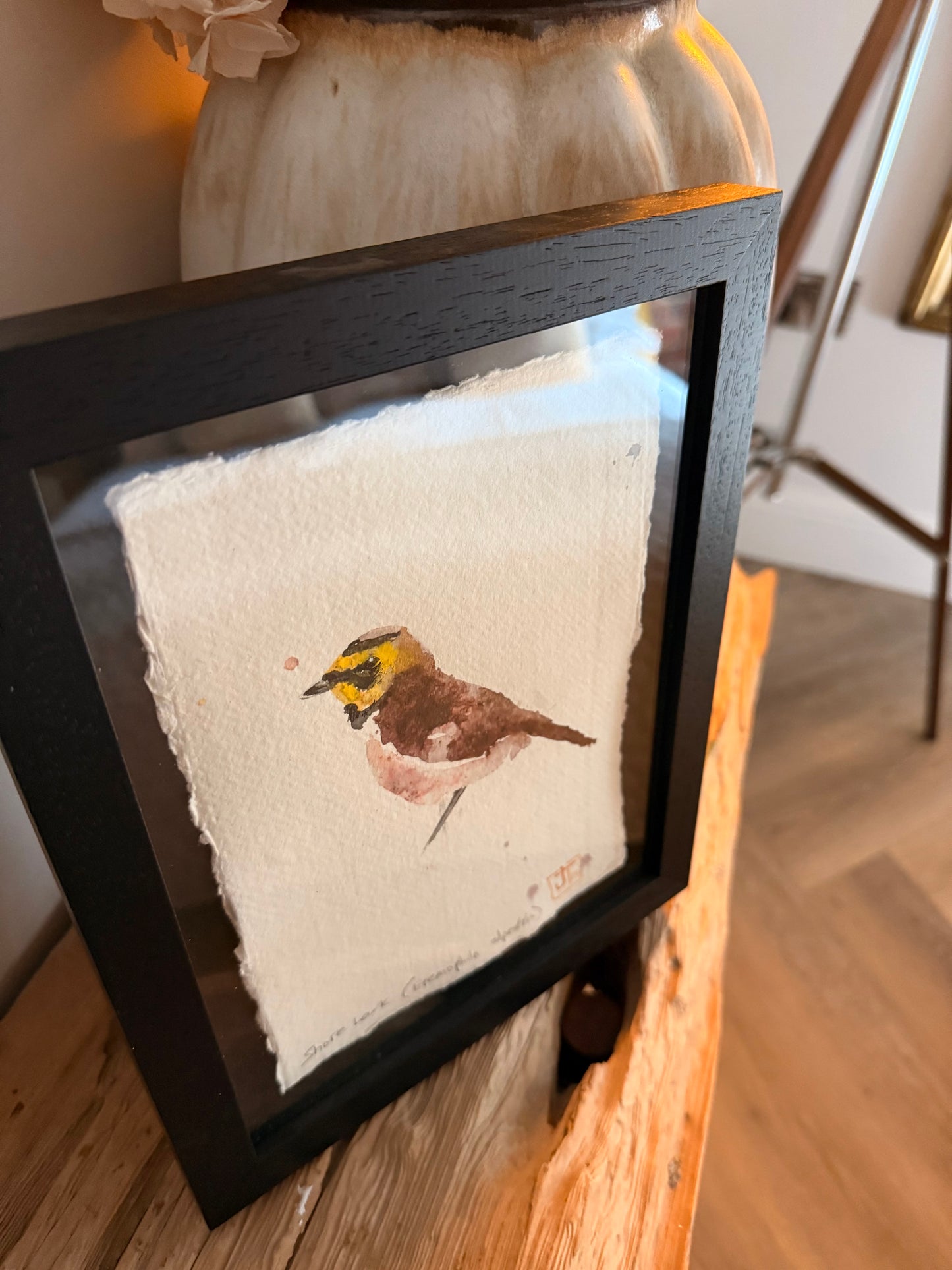 Shore Lark (Eremophila alpestris)