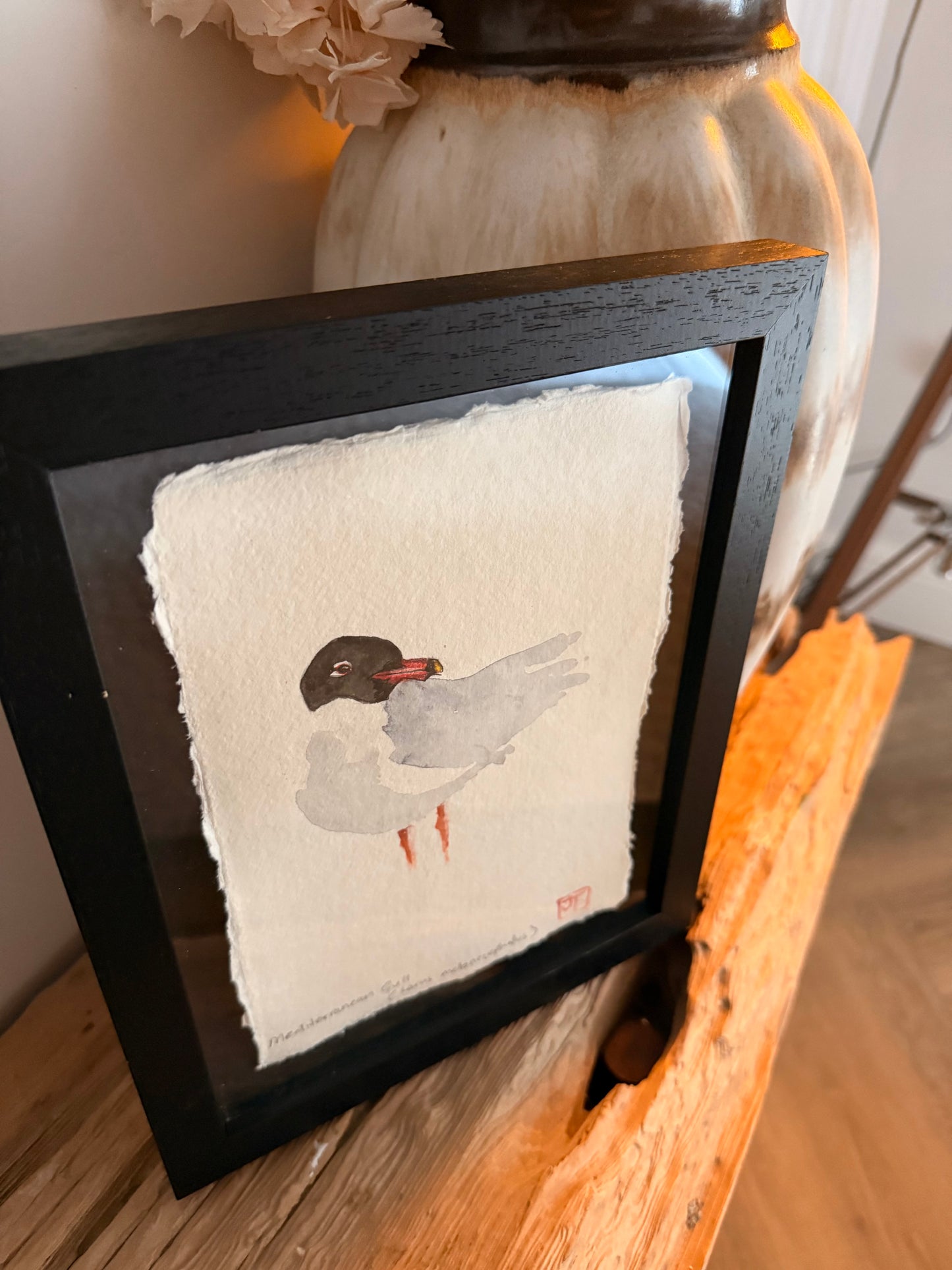 Mediterranean Gull (Larus melanocephalus)