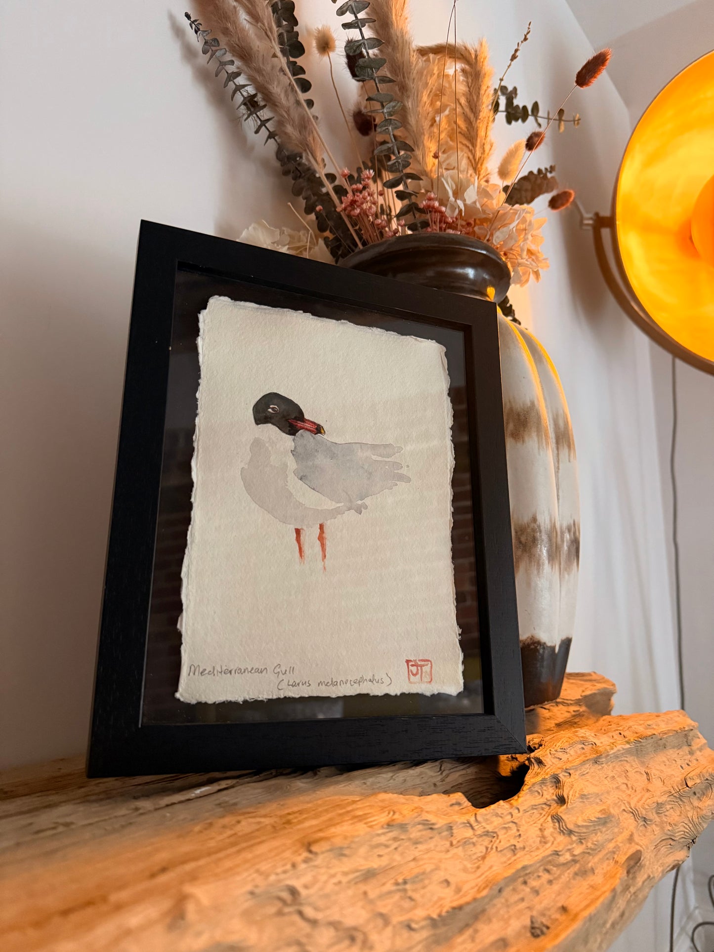 Mediterranean Gull (Larus melanocephalus)