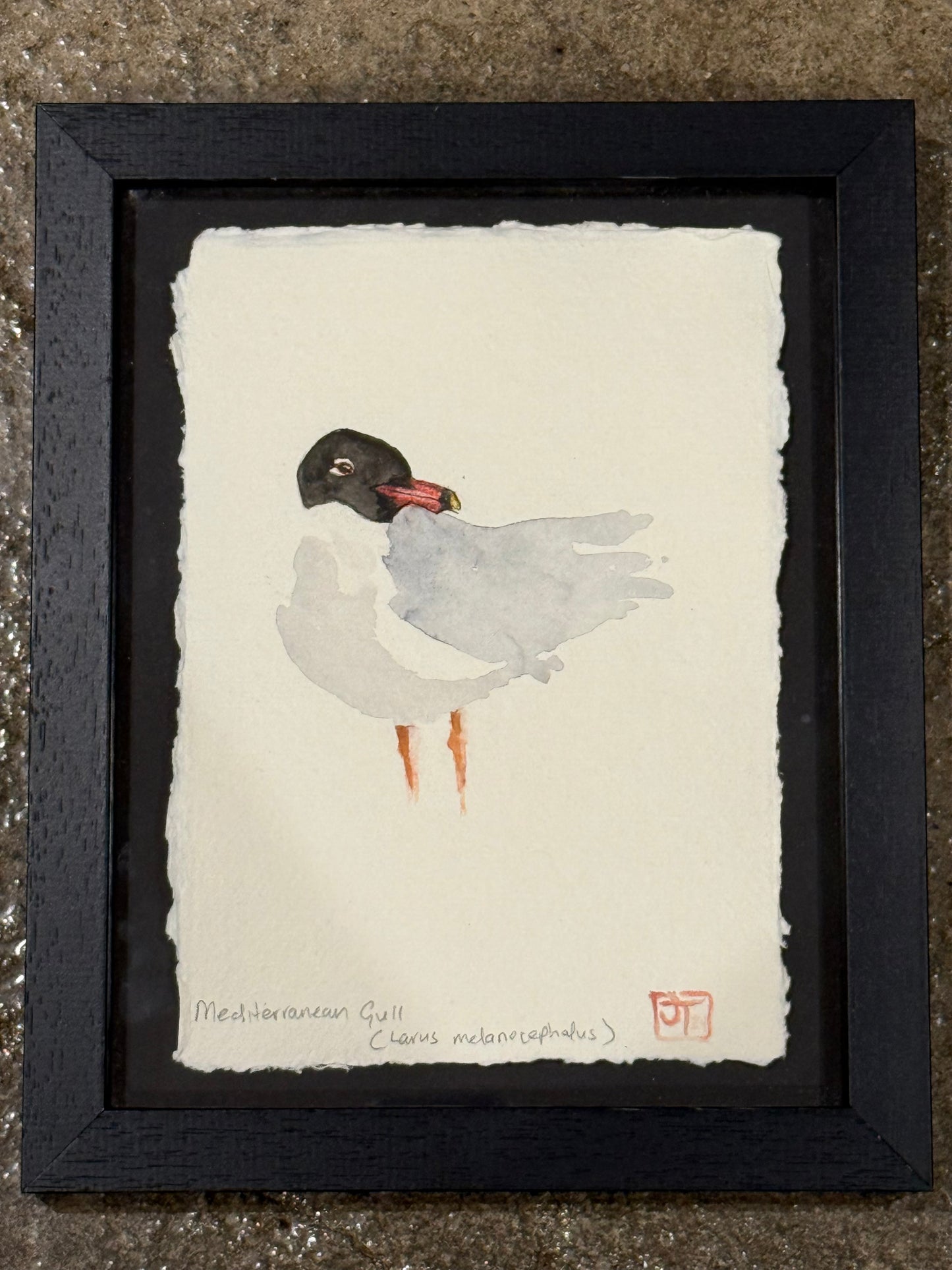 Mediterranean Gull (Larus melanocephalus)