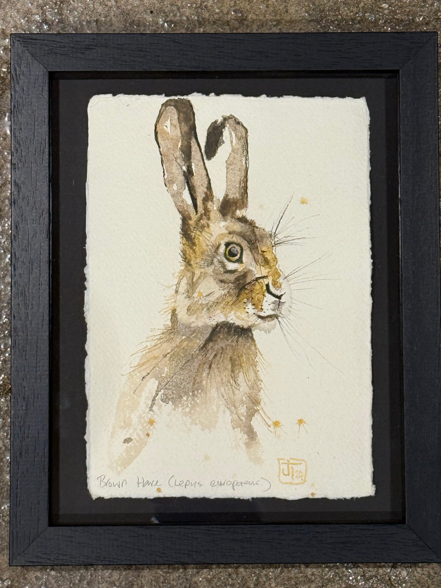 Brown Hare (Lepus europaeus)