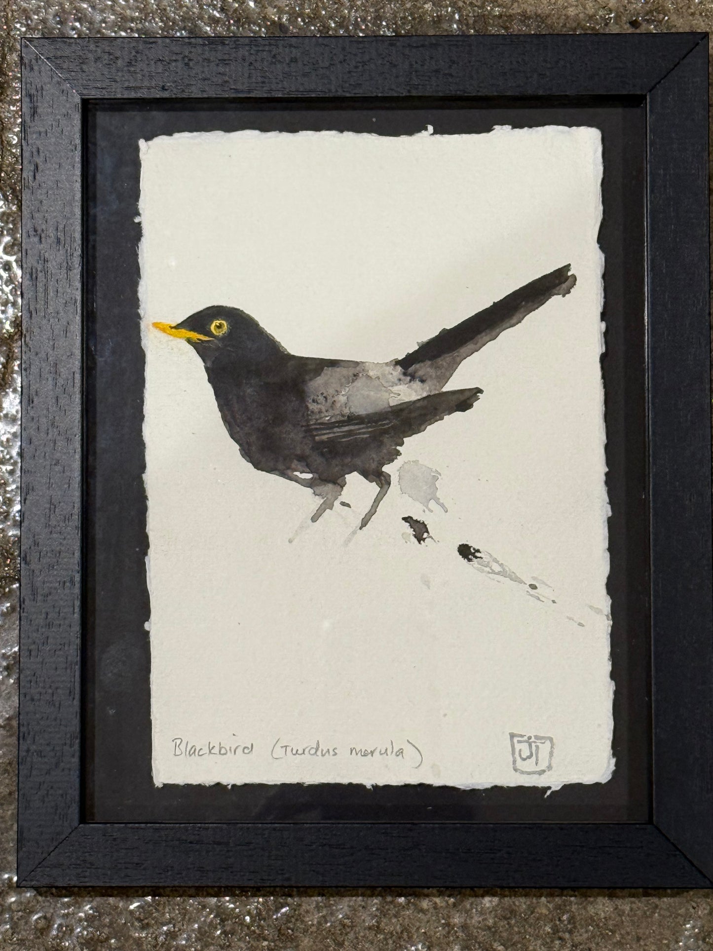 Blackbird (Turdus merula)