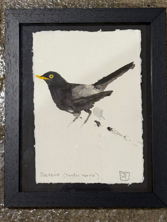 Blackbird (Turdus merula)